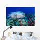 Wrasse Cleans inside Grouper Wall Decal