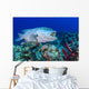 Wrasse Cleans inside Grouper Wall Decal