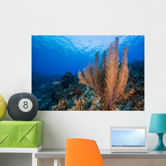 Reefscape Grand Cayman Cayman Horizontal Wall Decal