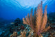 Reefscape Grand Cayman Cayman Horizontal Wall Decal