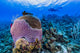 Reefscape Grand Cayman Cayman Diver Wall Decal