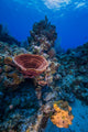 Reefscape Grand Cayman Cayman Vertical Wall Decal