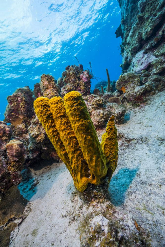 Reefscape Grand Cayman Cayman Wall Decal