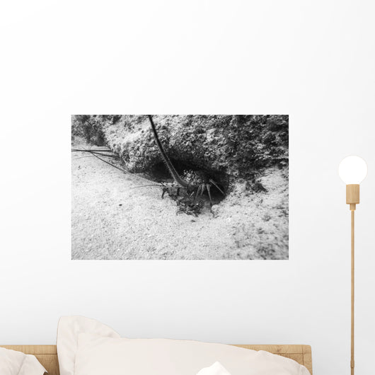 Spiny Lobster Hiding Hole Wall Decal