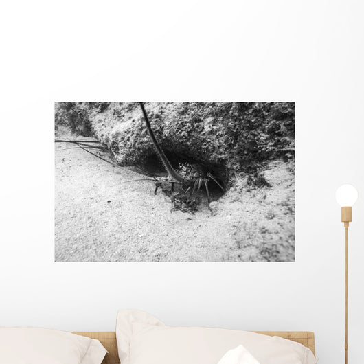 Spiny Lobster Hiding Hole Wall Decal