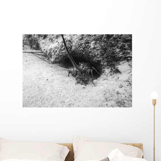 Spiny Lobster Hiding Hole Wall Decal