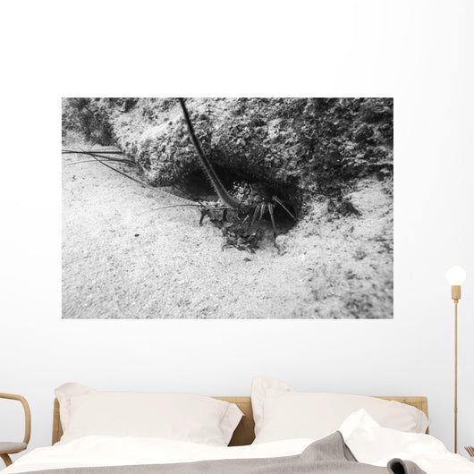 Spiny Lobster Hiding Hole Wall Decal