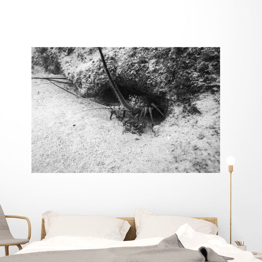 Spiny Lobster Hiding Hole Wall Decal