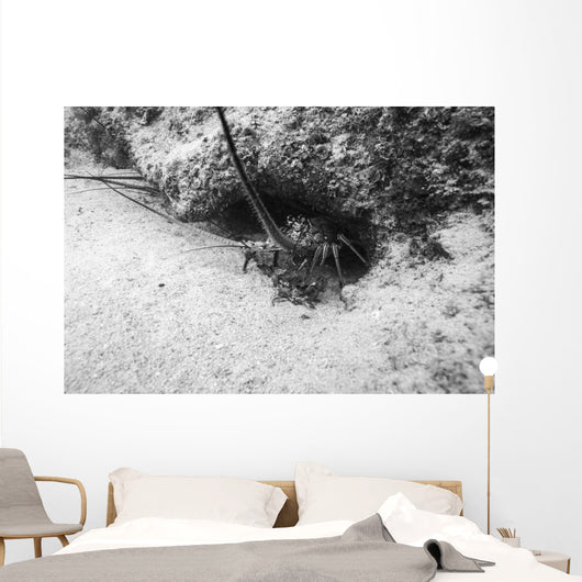 Spiny Lobster Hiding Hole Wall Decal
