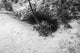 Spiny Lobster Hiding Hole Wall Decal