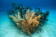 Doc Polson Shipwreck Grand Wall Decal