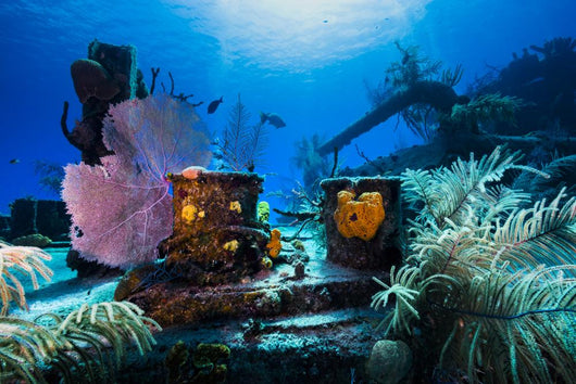 Reef Life Growing Doc Wall Decal