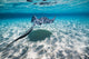 Southern Stingrays Sandbar Swimming Wall Decal
