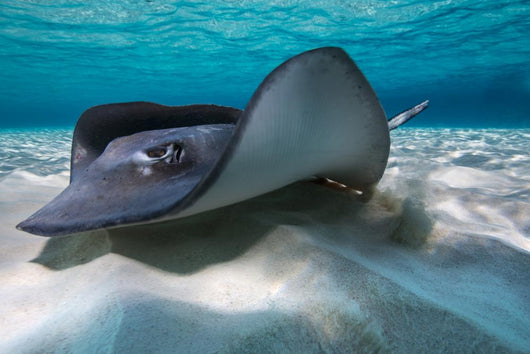 Southern Stingrays Sandbar Left Side Wall Decal