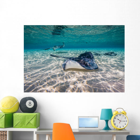 Southern Stingrays Sandbar Right Side Wall Decal