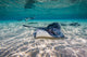 Southern Stingrays Sandbar Right Side Wall Decal