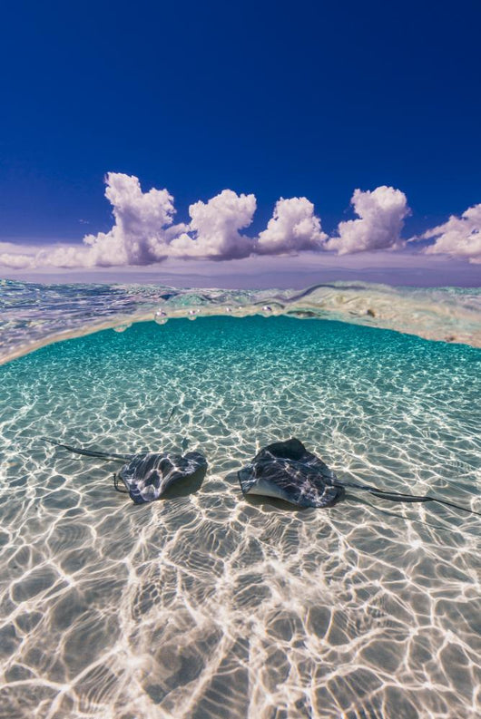 Southern Stingrays Sandbar Water Surface Wall Decal