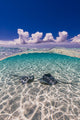 Southern Stingrays Sandbar Water Surface Wall Decal