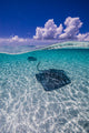 Southern Stingrays Sandbar Vertical Wall Decal