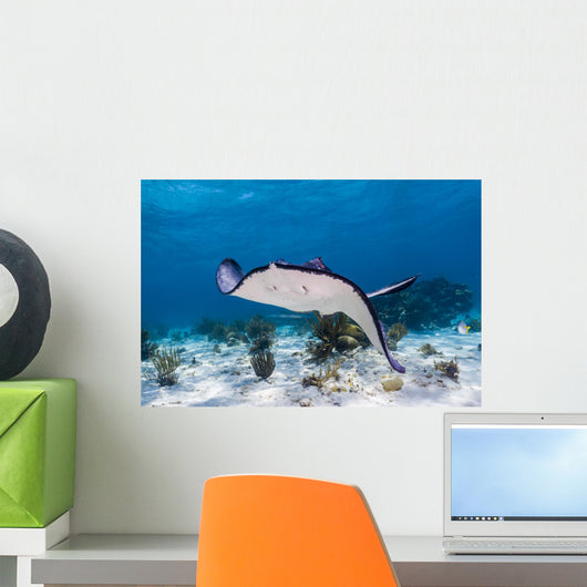 Stingrays Grand Cayman Cayman Swimming Wall Decal