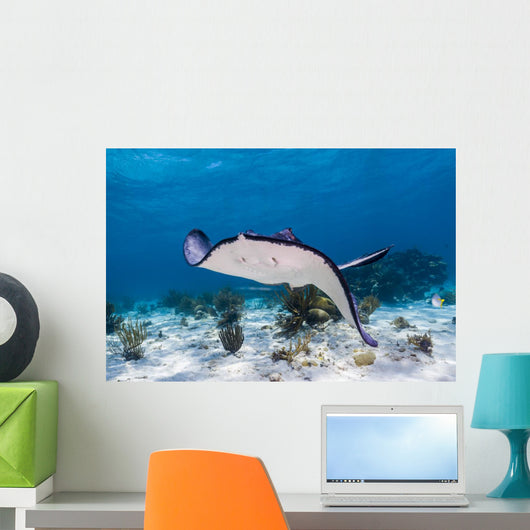 Stingrays Grand Cayman Cayman Swimming Wall Decal