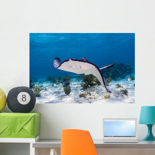 Stingrays Grand Cayman Cayman Swimming Wall Decal