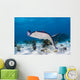 Stingrays Grand Cayman Cayman Swimming Wall Decal