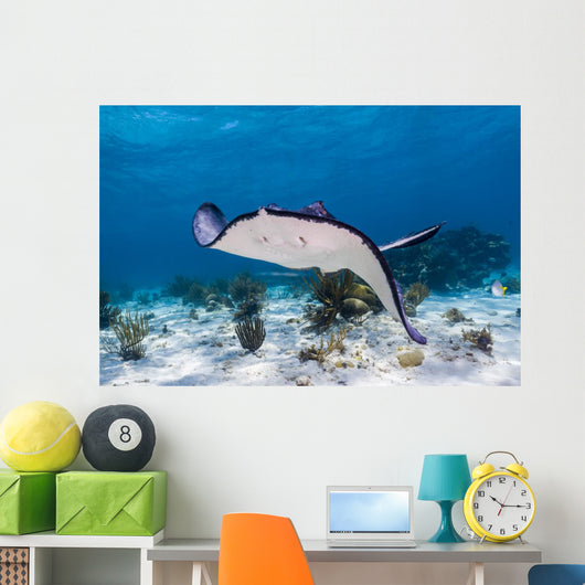 Stingrays Grand Cayman Cayman Swimming Wall Decal