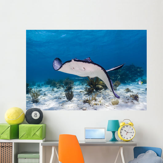 Stingrays Grand Cayman Cayman Swimming Wall Decal