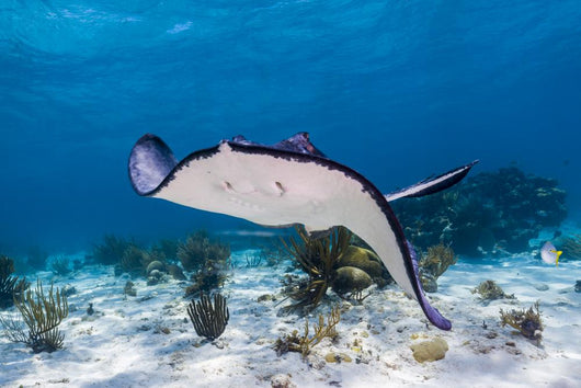 Stingrays Grand Cayman Cayman Swimming Wall Decal