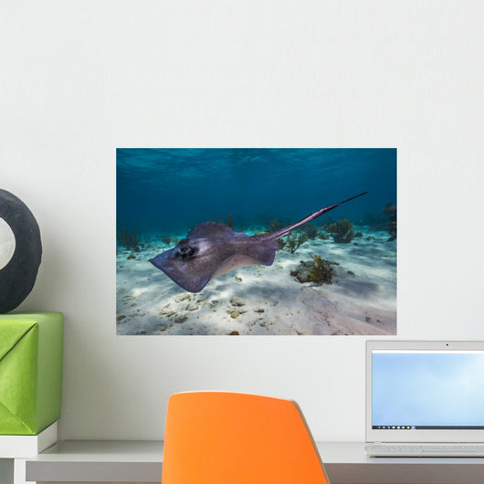 Stingrays Grand Cayman Cayman Wall Decal