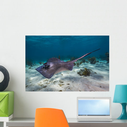 Stingrays Grand Cayman Cayman Wall Decal