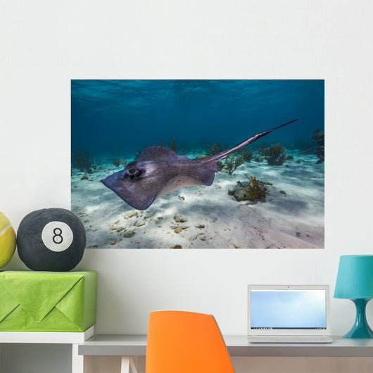 Stingrays Grand Cayman Cayman Wall Decal