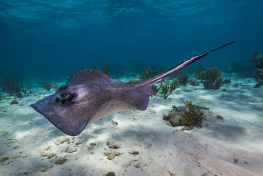 Stingrays Grand Cayman Cayman Wall Decal