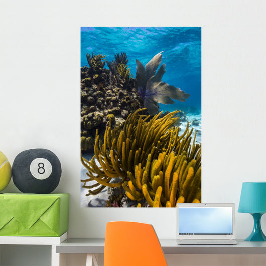 Coral Reef Grand Cayman Close-up Wall Decal