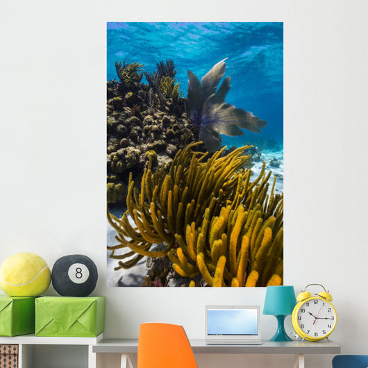 Coral Reef Grand Cayman Close-up Wall Decal