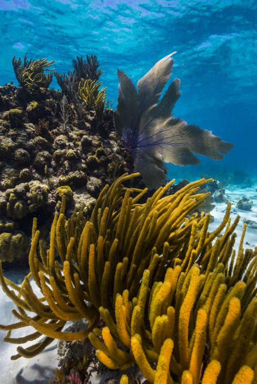 Coral Reef Grand Cayman Close-up Wall Decal