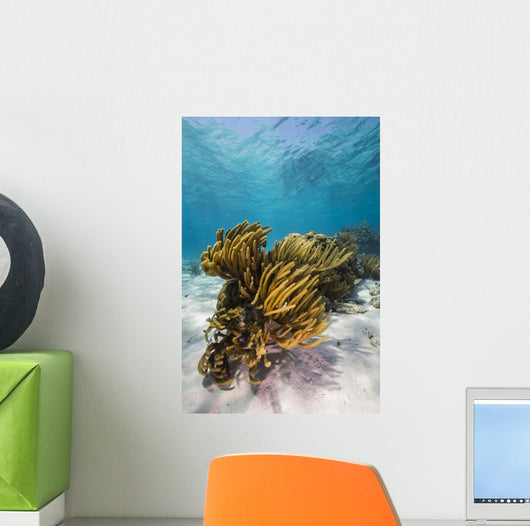 Coral Reef Grand Cayman Wall Decal