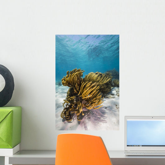 Coral Reef Grand Cayman Wall Decal