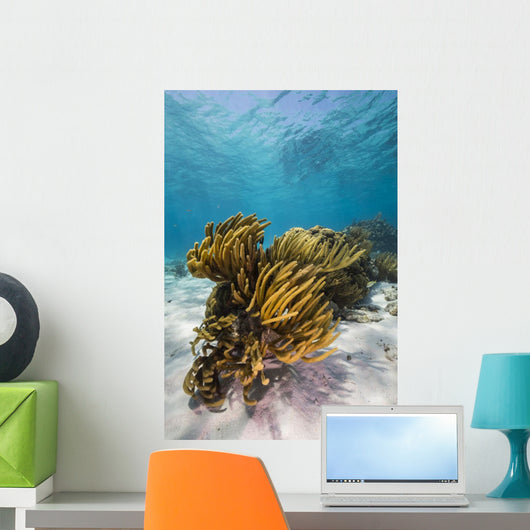 Coral Reef Grand Cayman Wall Decal