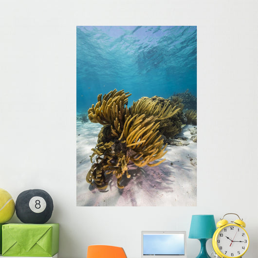 Coral Reef Grand Cayman Wall Decal