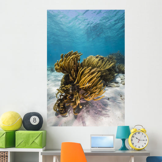 Coral Reef Grand Cayman Wall Decal