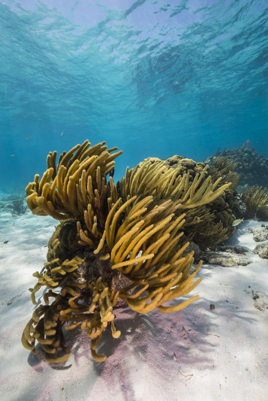 Coral Reef Grand Cayman Wall Decal