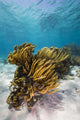 Coral Reef Grand Cayman Wall Decal