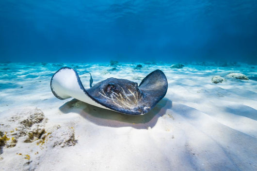 Stingrays Swim through Deeper Wall Decal