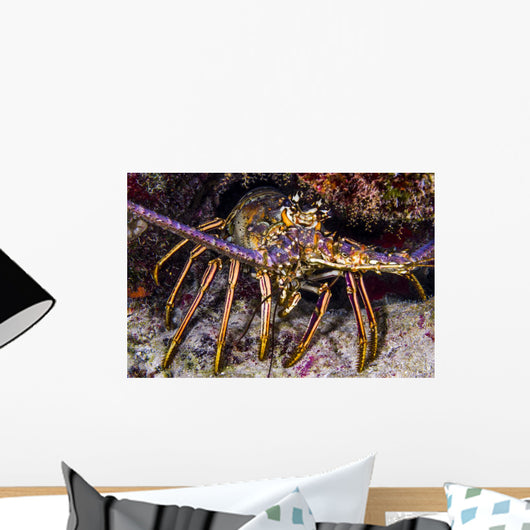 Spiny Lobster Grand Cayman Wall Decal