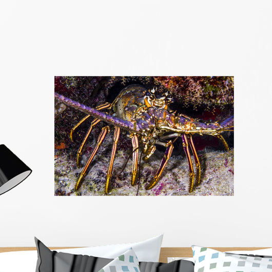 Spiny Lobster Grand Cayman Wall Decal