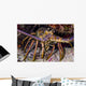 Spiny Lobster Grand Cayman Wall Decal