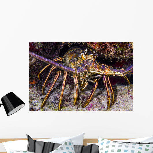 Spiny Lobster Grand Cayman Wall Decal