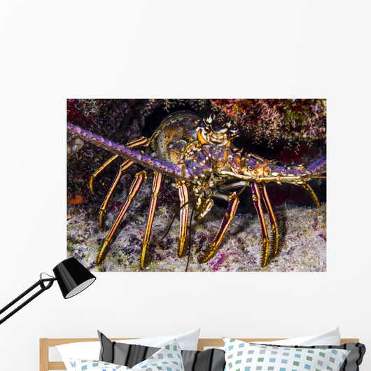 Spiny Lobster Grand Cayman Wall Decal